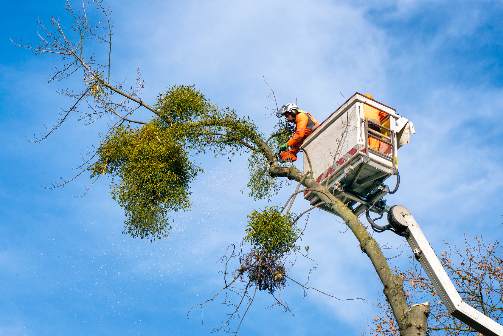 Baumbeschnitt: Baumfällungen und Abtransport, Entfernung des Baumstumpfes, Baumschnitt und Pflege, Entsorgung | Garten- & Landschaftsbau Kamp